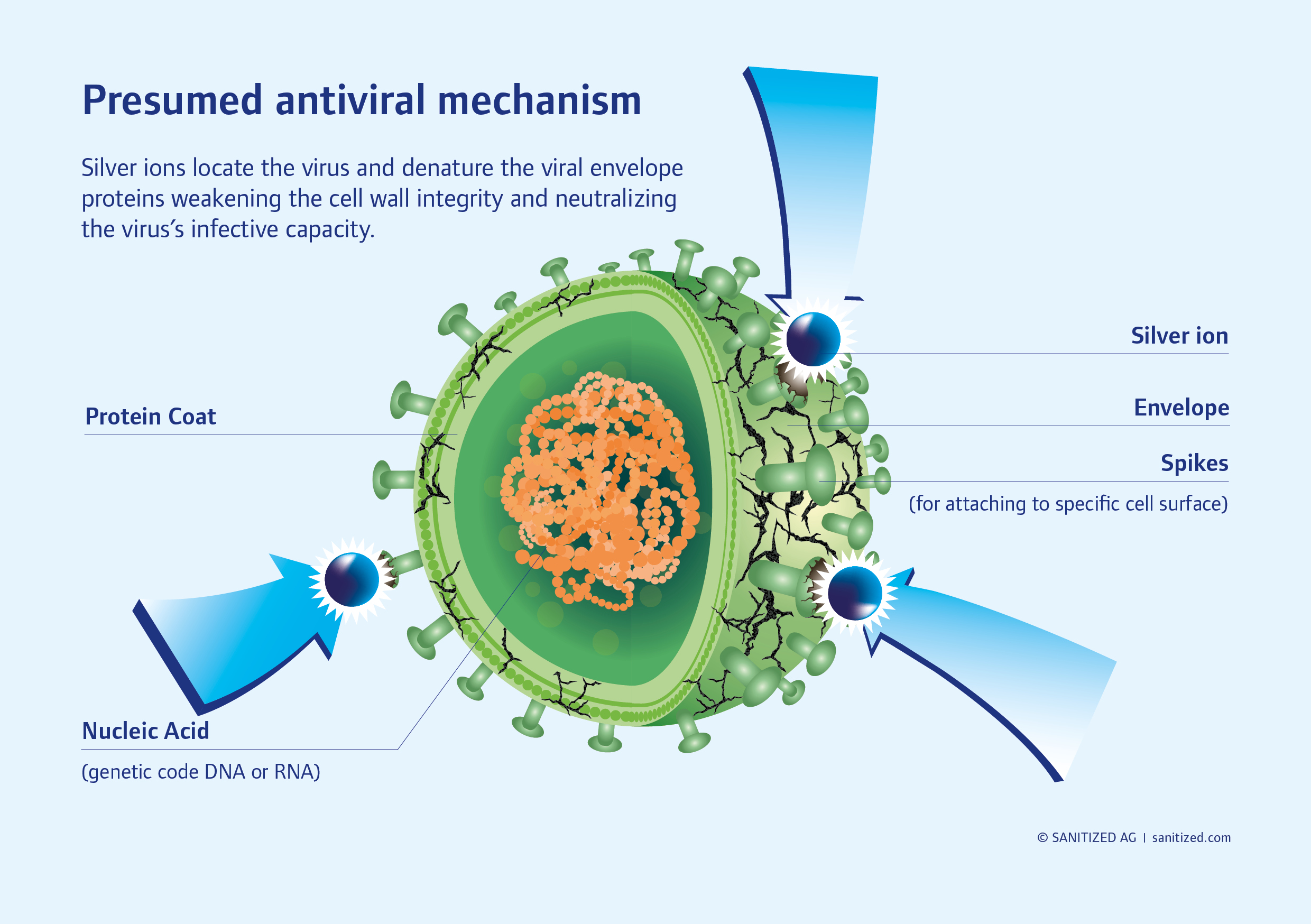 antiviral mechanism